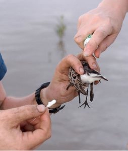 Researchers apply a radio to a sandpiper.