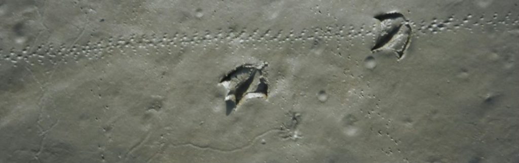 Gull and crab foot imprints on a beach.