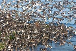 Flock of Sandpipers take flight.