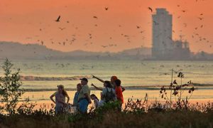 Scientists point to birds while on radio.