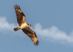 A bird of prey flies in front of a blue sky.