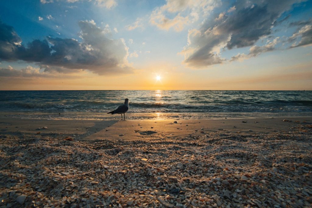 A gull looks out over the ocean at sunset.