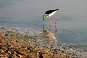 Shorebird hunting for food at the water's edge.